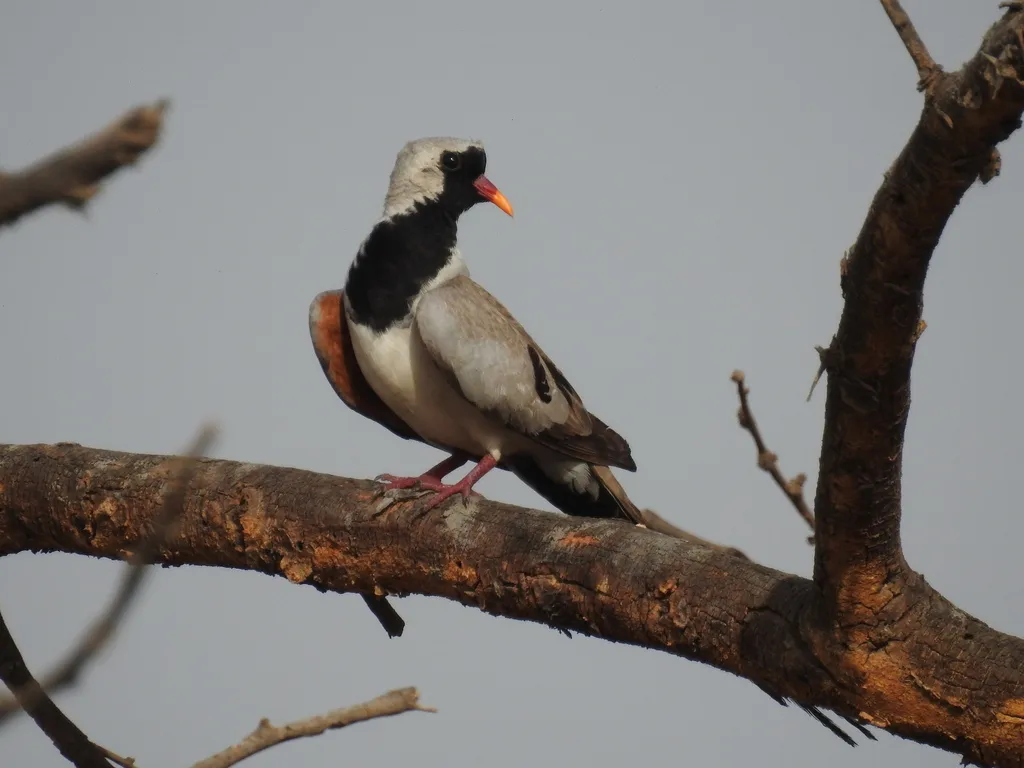 小长尾鸠(Oena capensis)