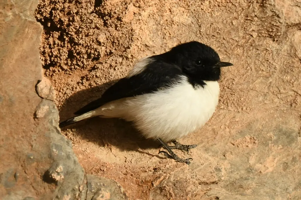 黑白䳭(Oenanthe albonigra)