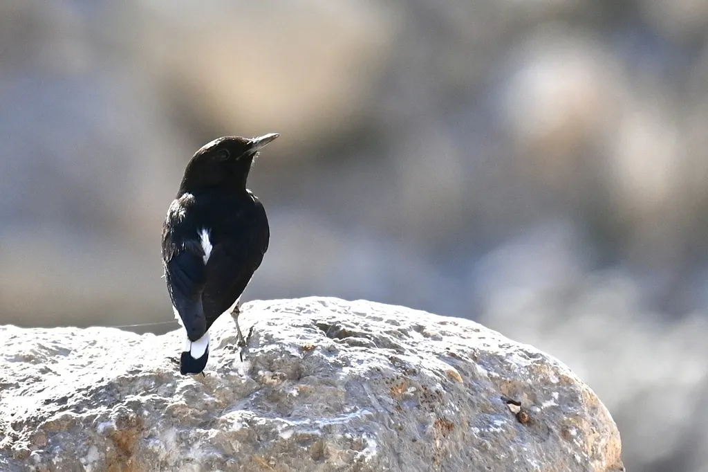黑白䳭(Oenanthe albonigra)