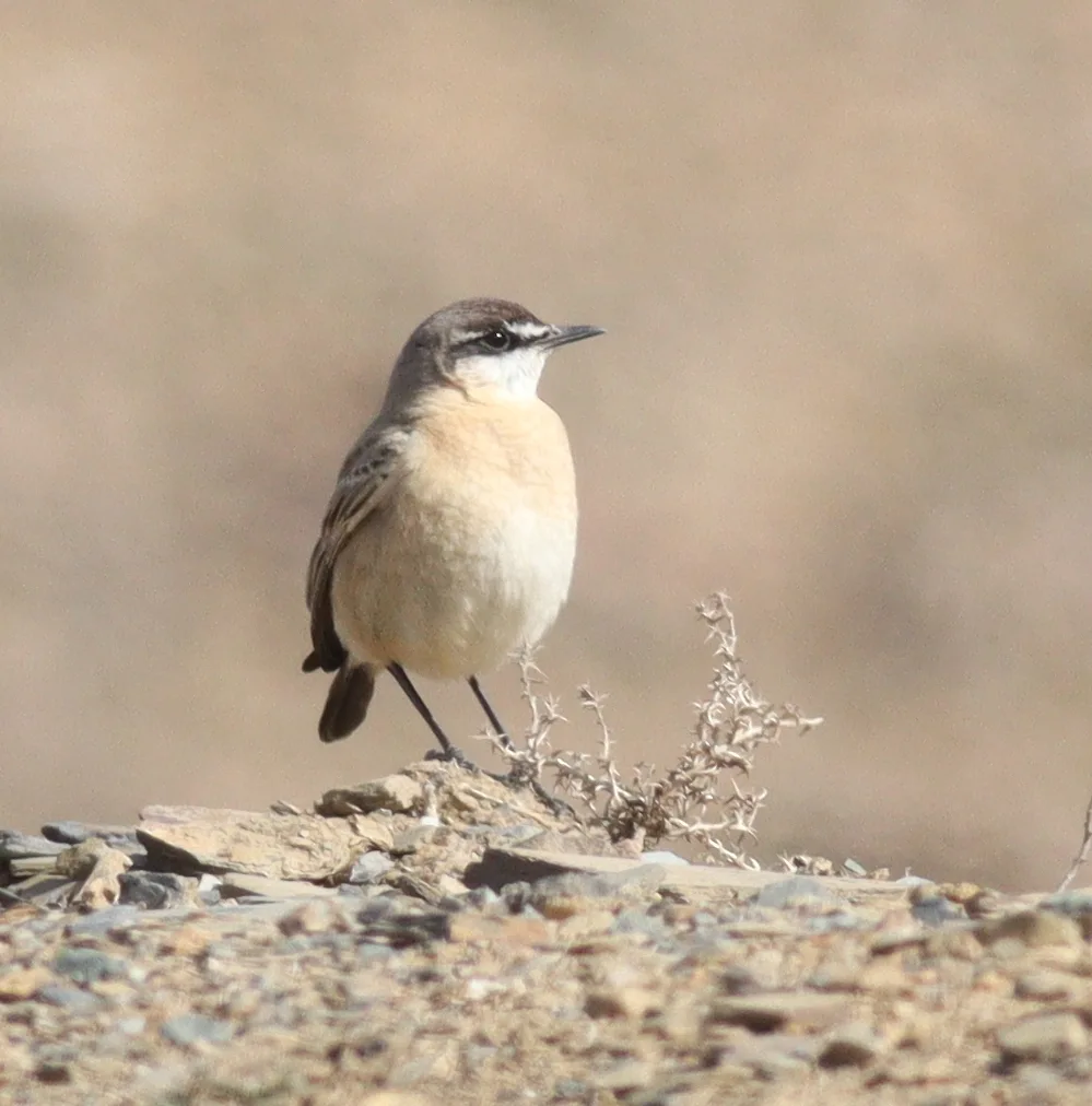 红胸䳭(Oenanthe bottae)