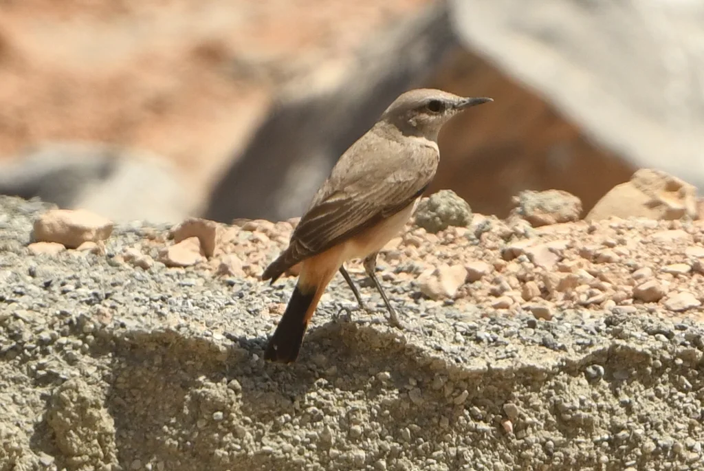 红尾䳭(Oenanthe chrysopygia)