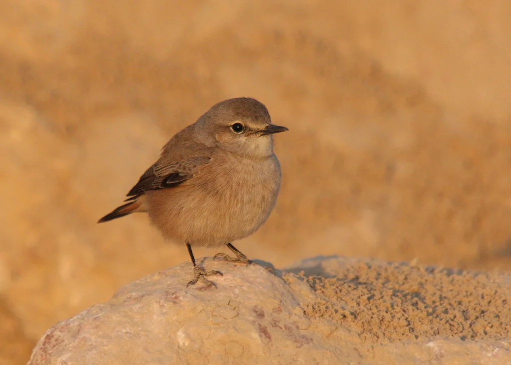 红尾䳭(Oenanthe chrysopygia)