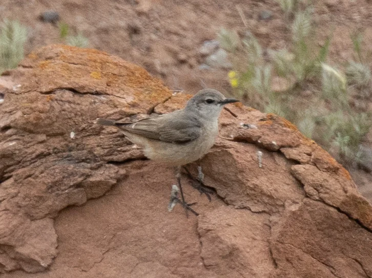 红尾䳭(Oenanthe chrysopygia)