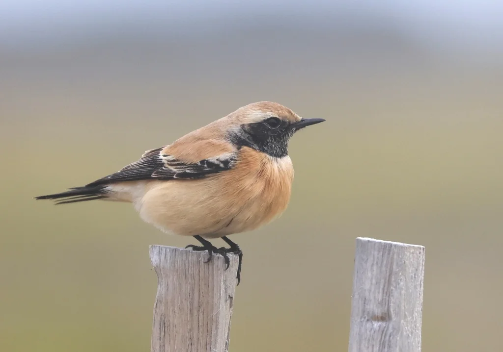 漠䳭(Oenanthe deserti)