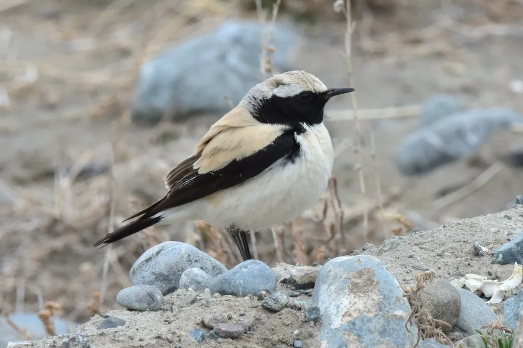 漠䳭(Oenanthe deserti)