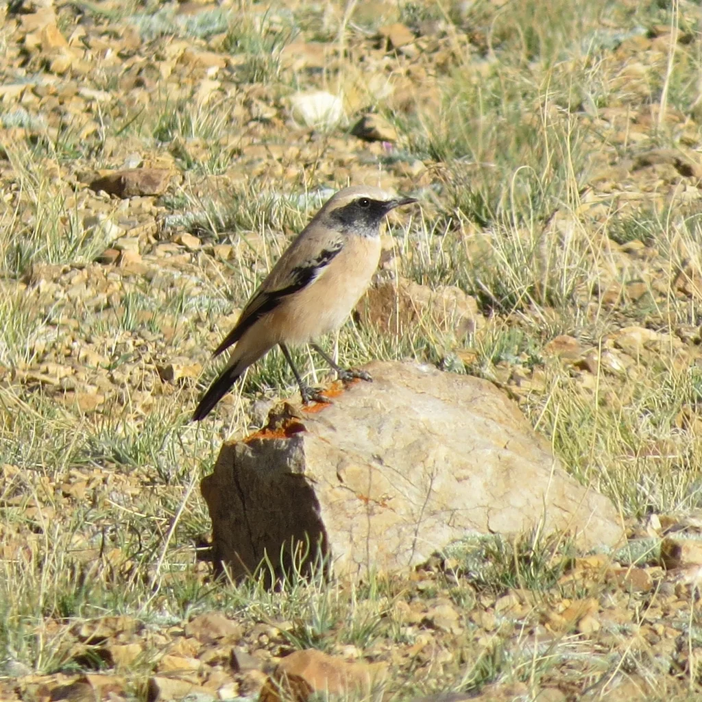 漠䳭(Oenanthe deserti)