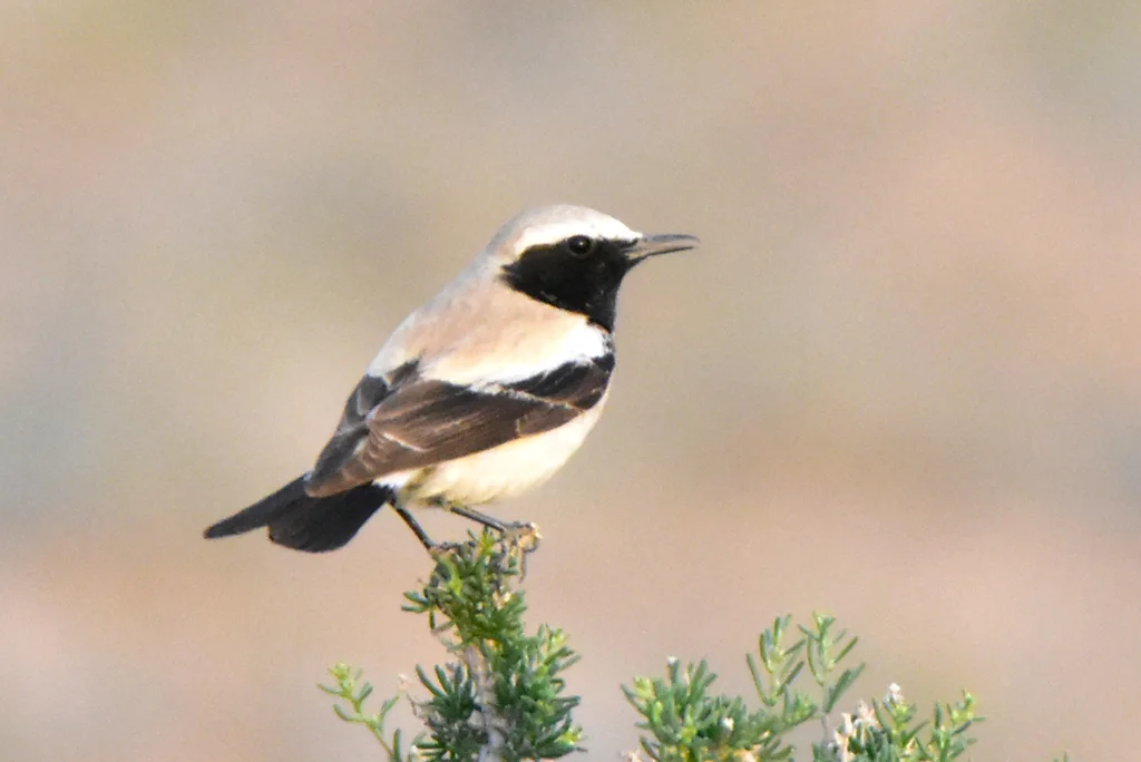 漠䳭(Oenanthe deserti)