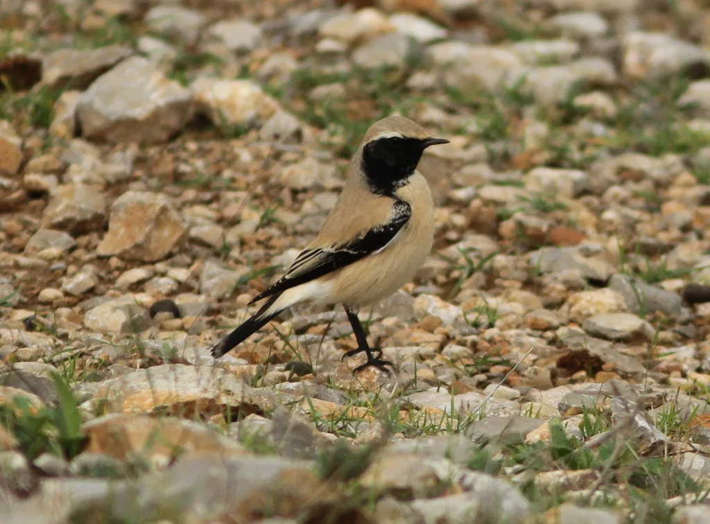 漠䳭(Oenanthe deserti)