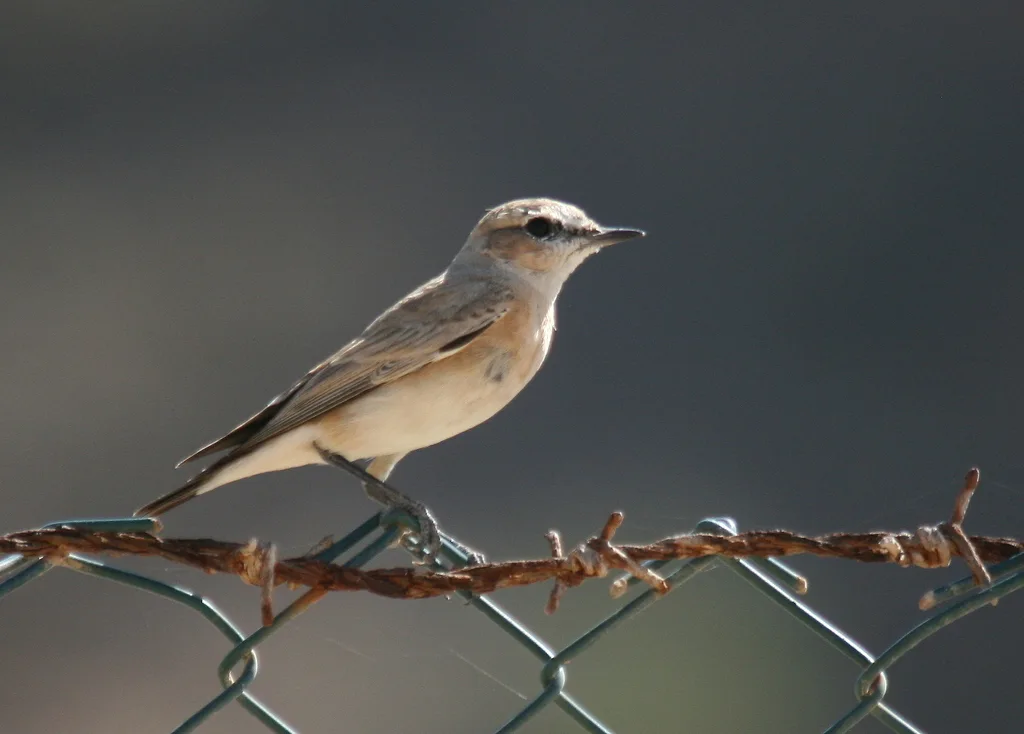 漠䳭(Oenanthe deserti)