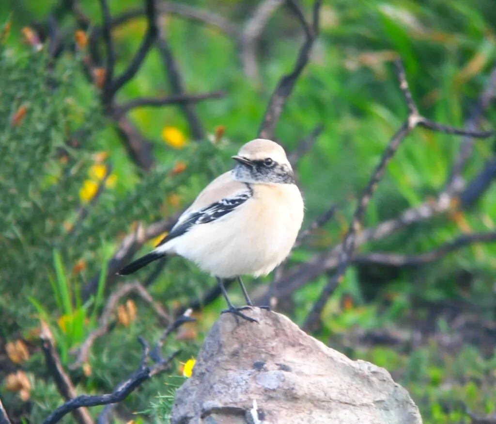 漠䳭(Oenanthe deserti)