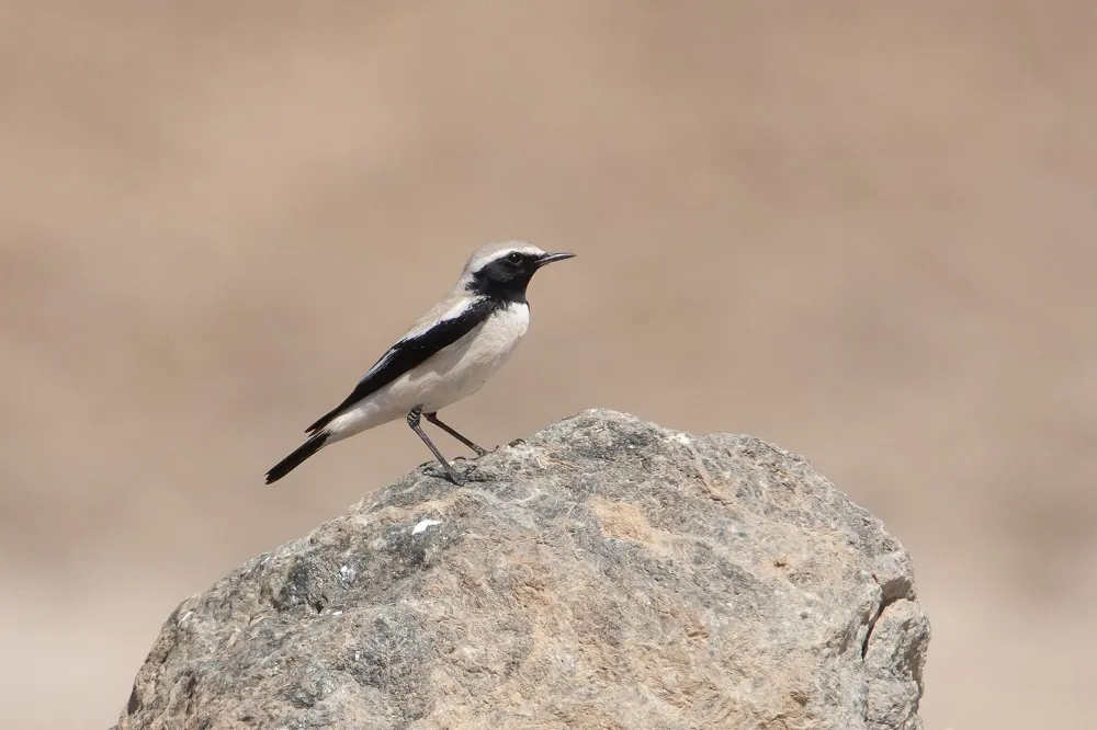 漠䳭(Oenanthe deserti)