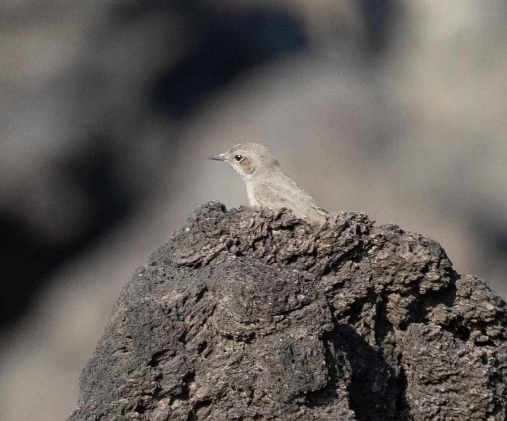 乌岩䳭(Oenanthe dubia)