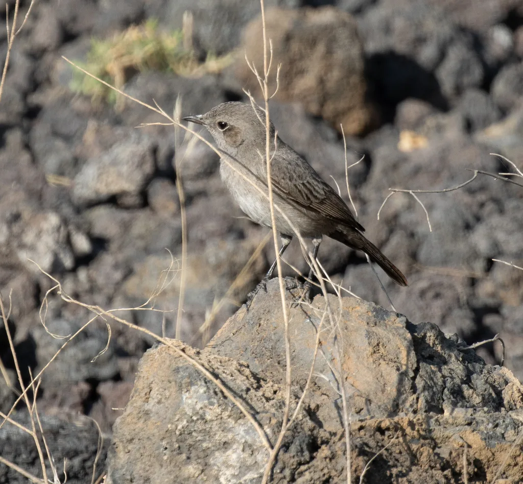 乌岩䳭(Oenanthe dubia)