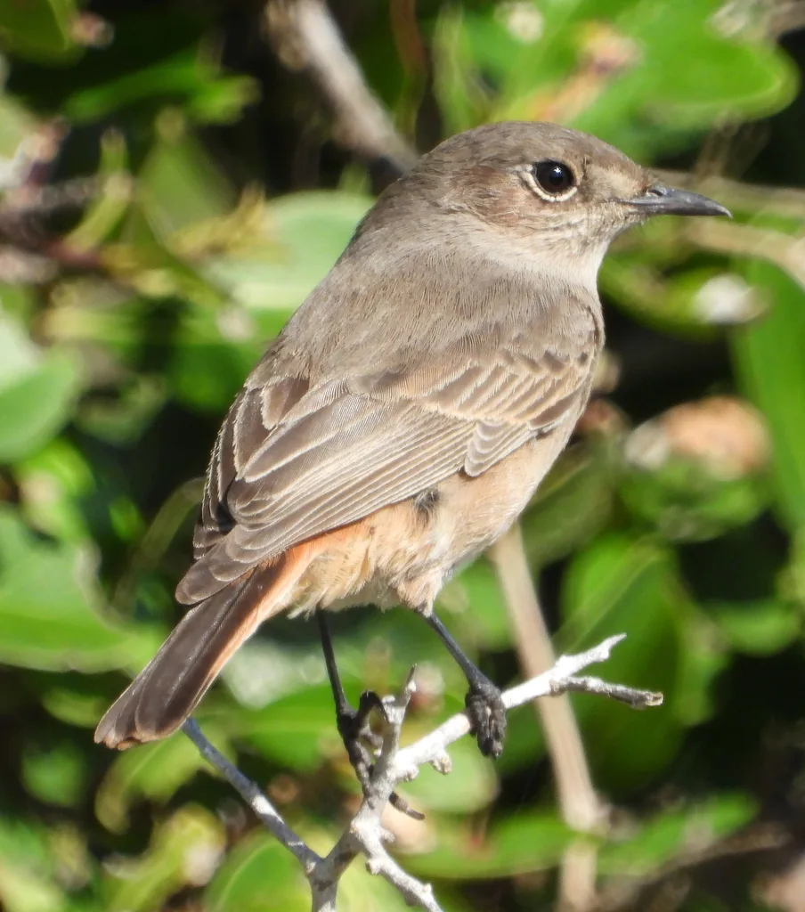 红尾岩䳭(Oenanthe familiaris)