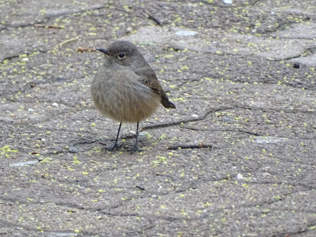 红尾岩䳭(Oenanthe familiaris)