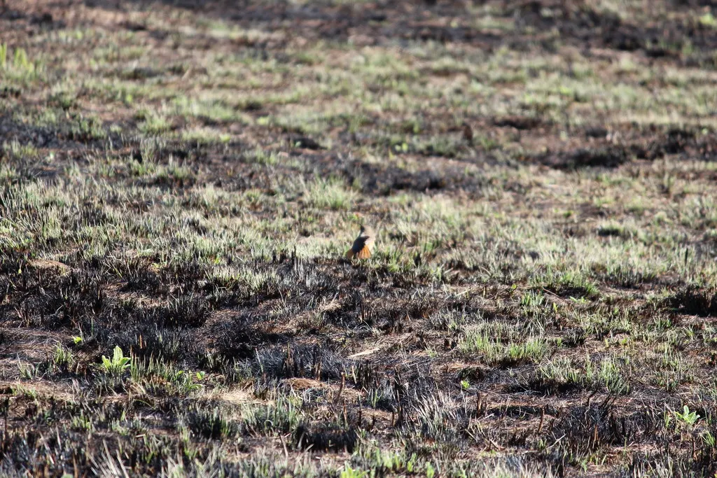 红尾岩䳭(Oenanthe familiaris)
