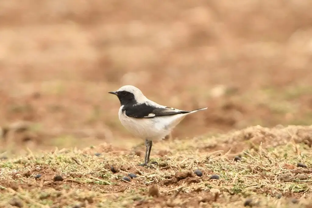 芬氏䳭（Oenanthe finschii）