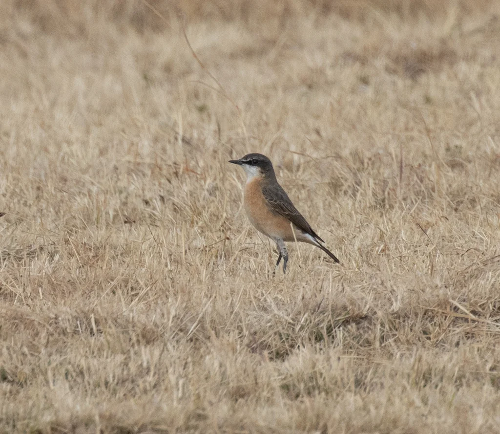 锈胸䳭(Oenanthe frenata)