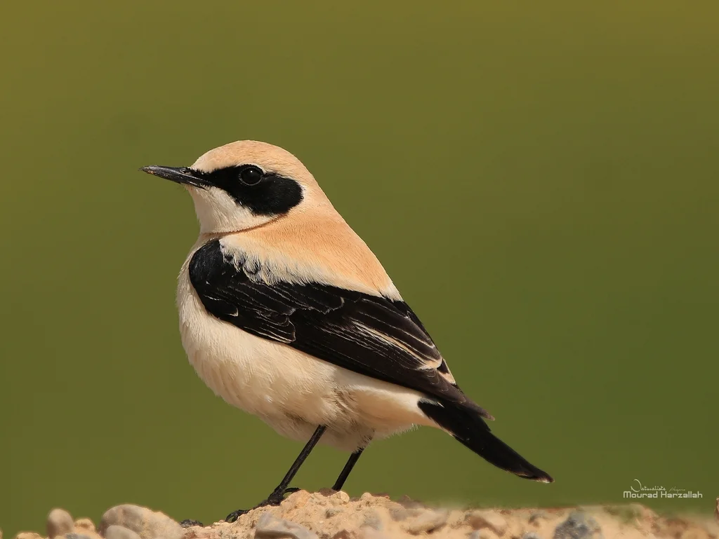 黑耳䳭(Oenanthe hispanica)