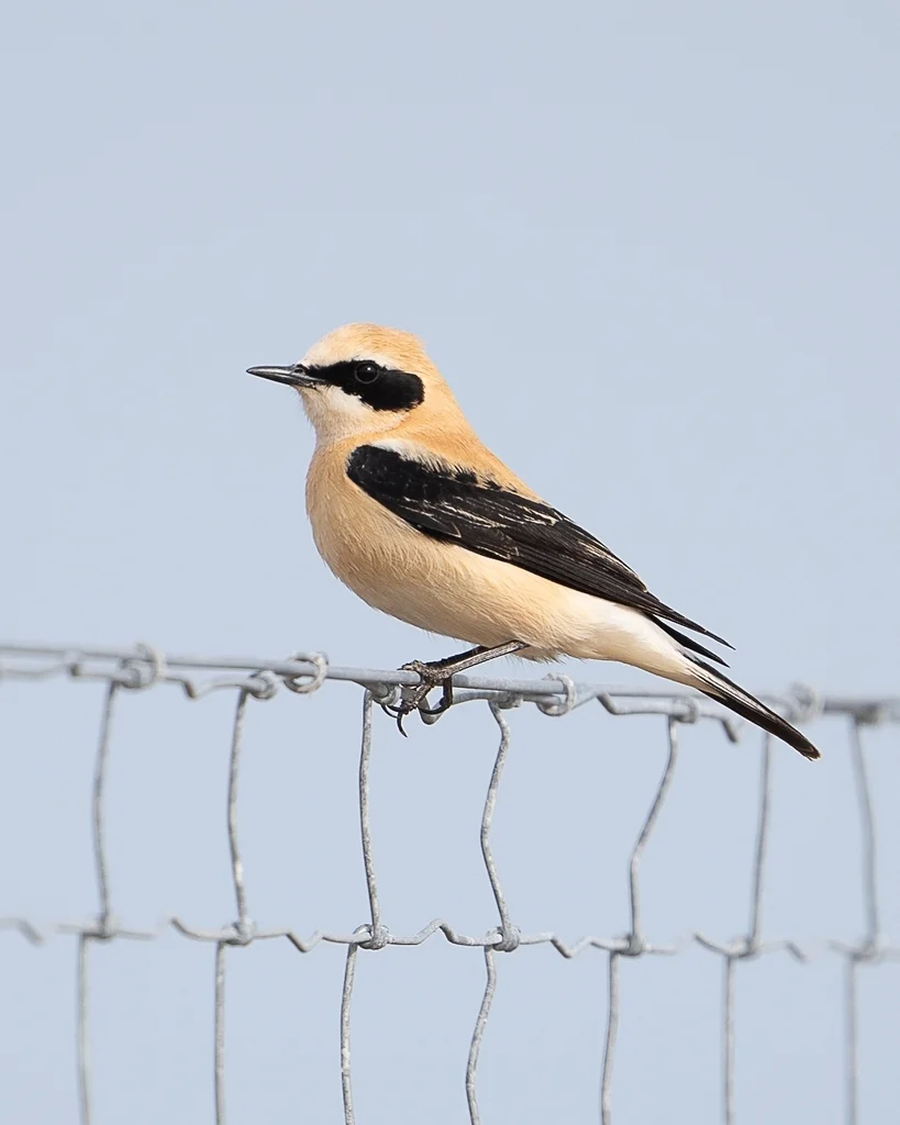 黑耳䳭(Oenanthe hispanica)