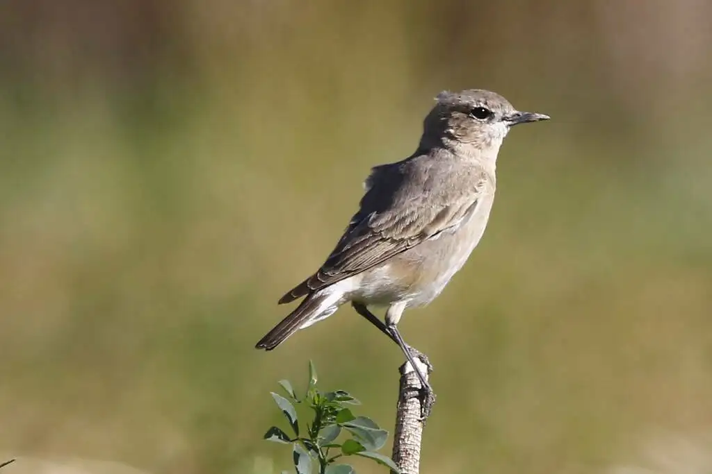 沙䳭(Oenanthe isabellina)