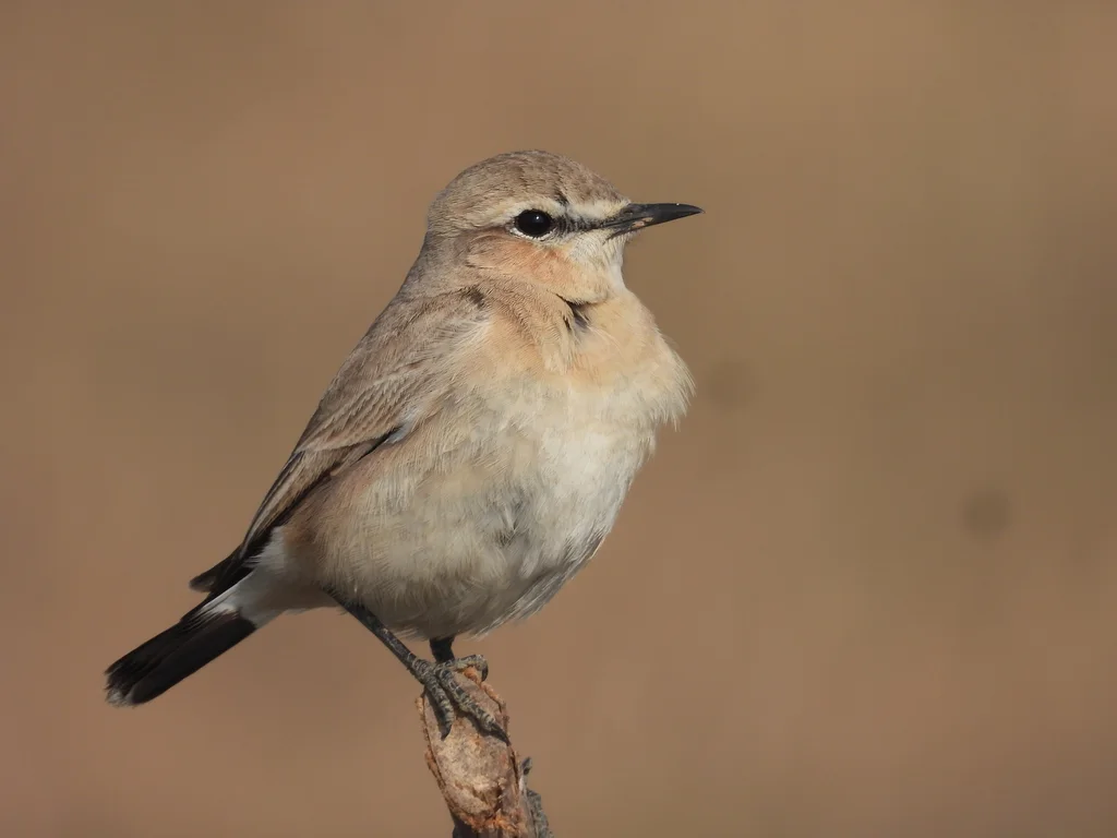 沙䳭(Oenanthe isabellina)