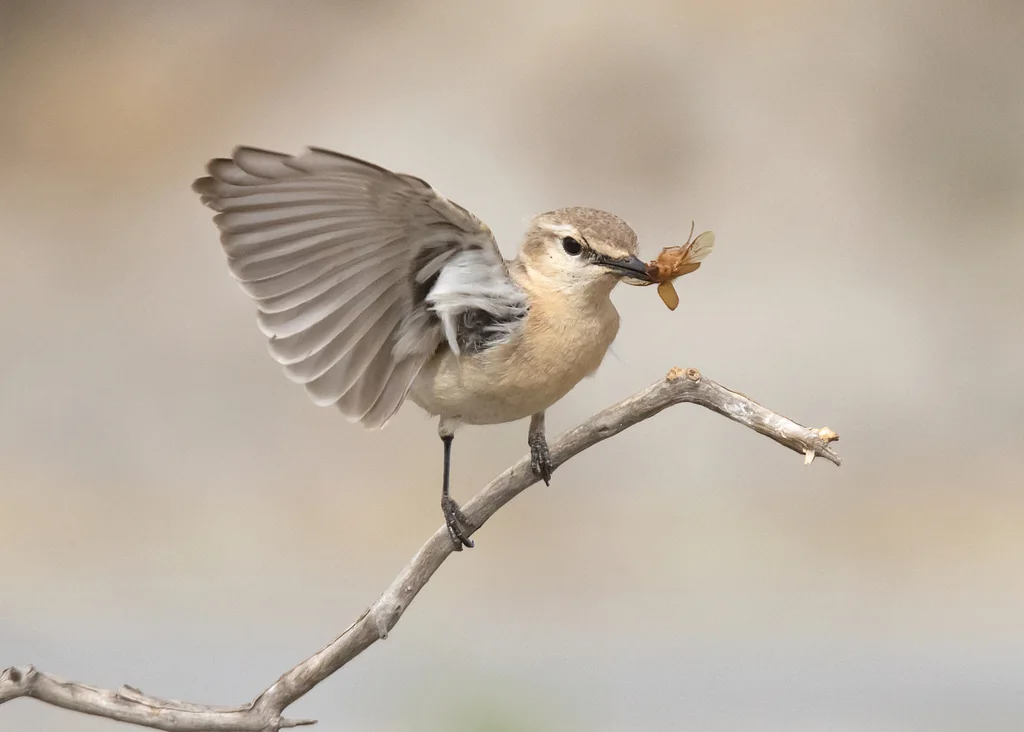 沙䳭(Oenanthe isabellina)