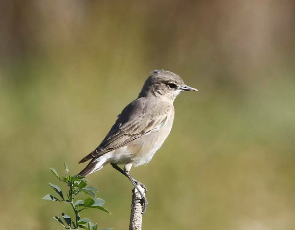 沙䳭(Oenanthe isabellina)