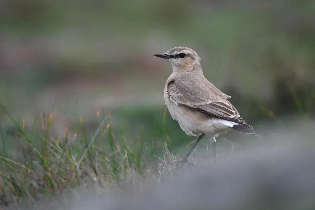 沙䳭(Oenanthe isabellina)