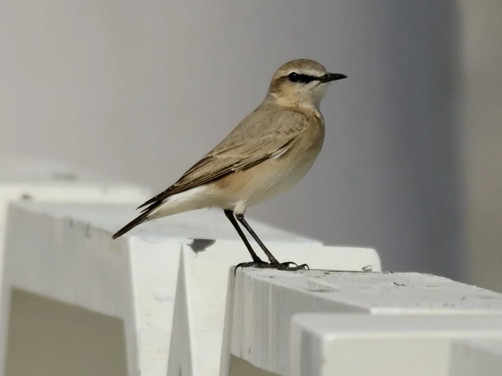 沙䳭(Oenanthe isabellina)