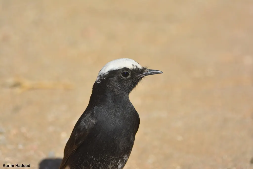 白冠黑䳭(Oenanthe leucopyga)