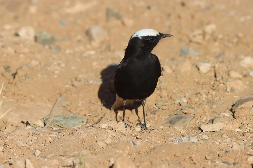 白冠黑䳭(Oenanthe leucopyga)