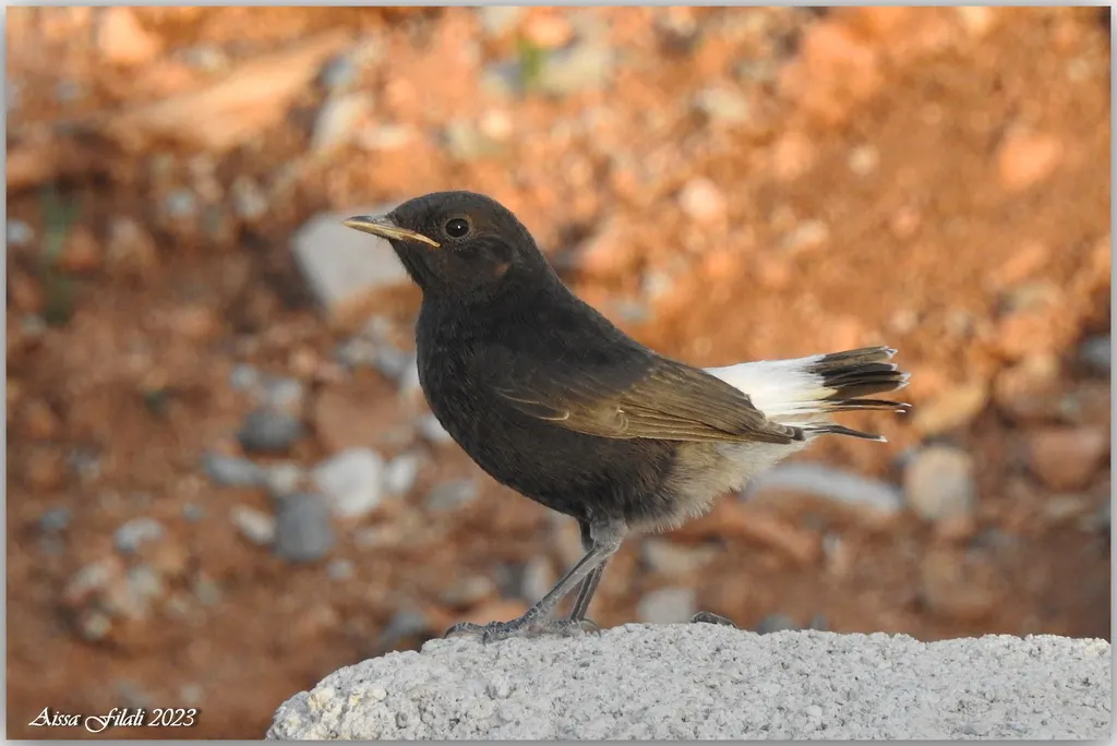 白尾黑䳭(Oenanthe leucura)