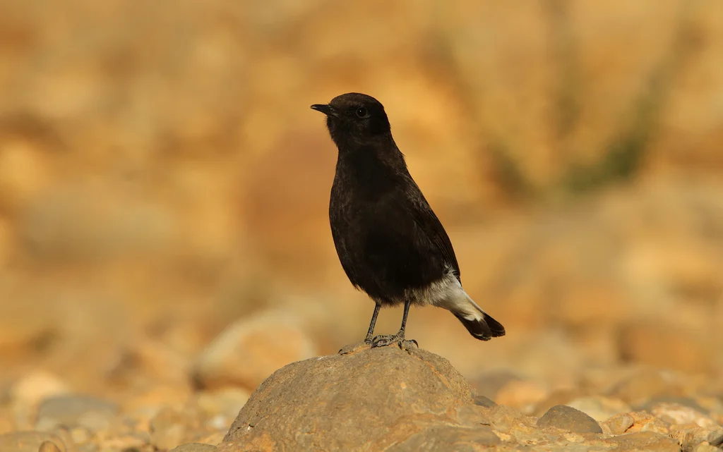 白尾黑䳭(Oenanthe leucura)
