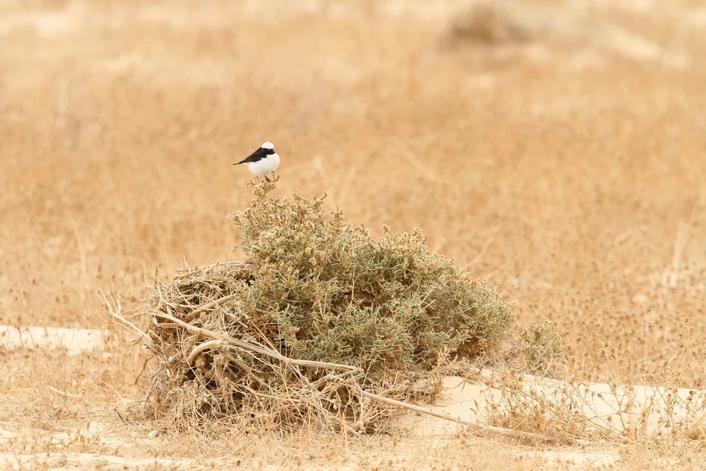 悲䳭(Oenanthe lugens)