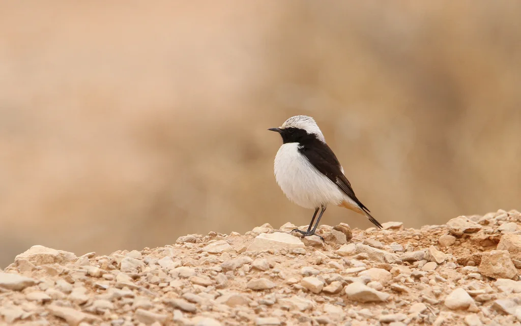 悲䳭(Oenanthe lugens)