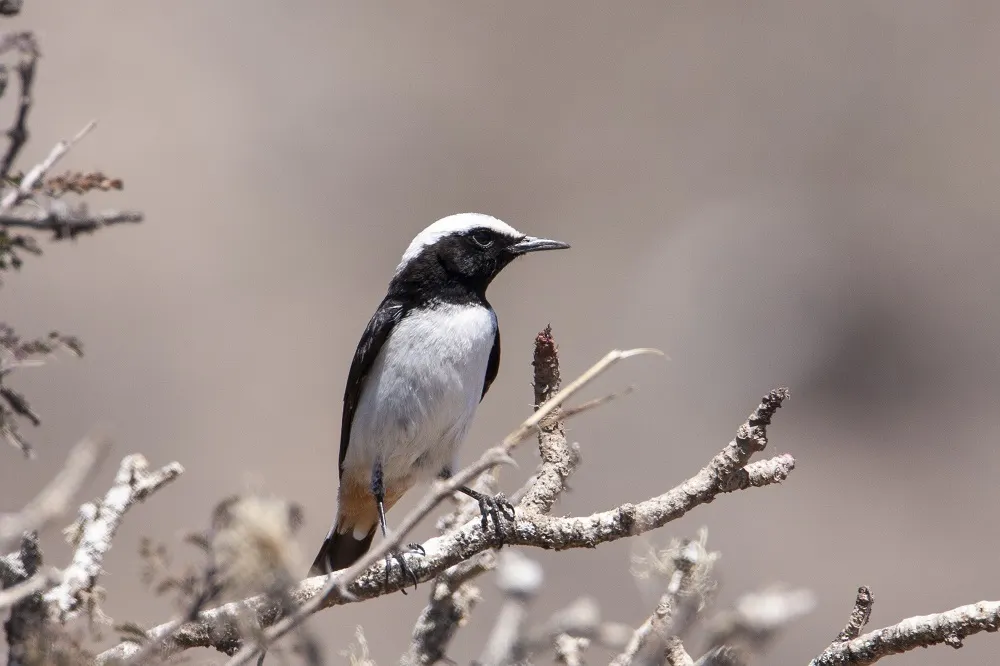 阿拉伯悲䳭(Oenanthe lugentoides)