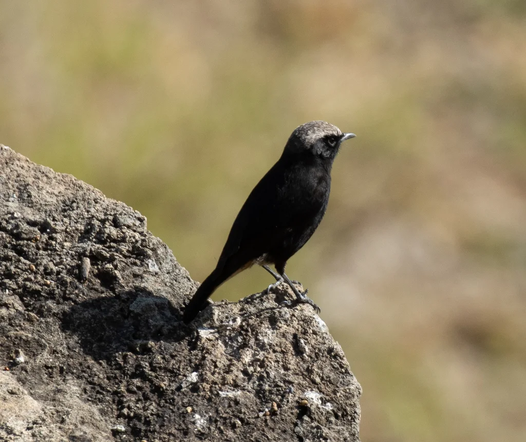 东非悲䳭(Oenanthe lugubris)