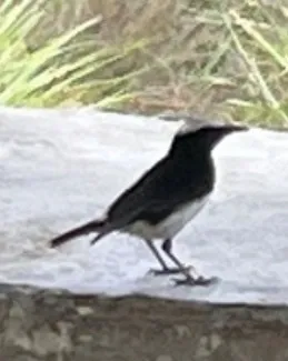 东非悲䳭(Oenanthe lugubris)