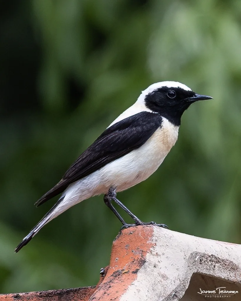 东黑耳䳭(Oenanthe melanoleuca)