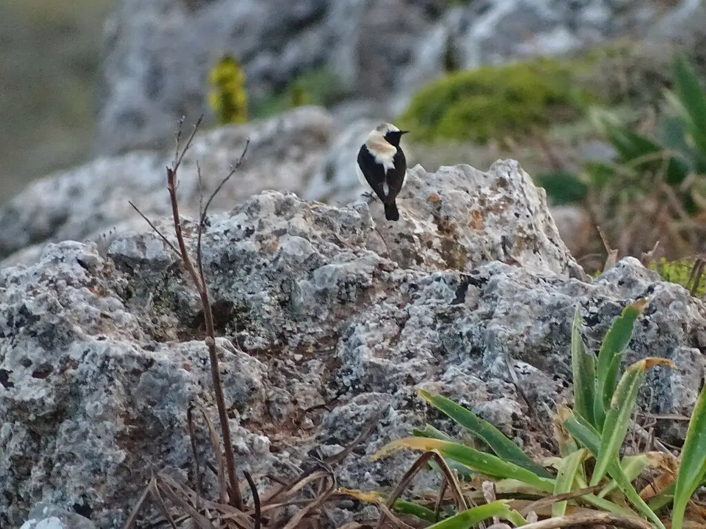 东黑耳䳭(Oenanthe melanoleuca)