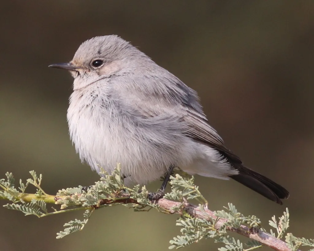 黑尾岩䳭（Oenanthe melanura）