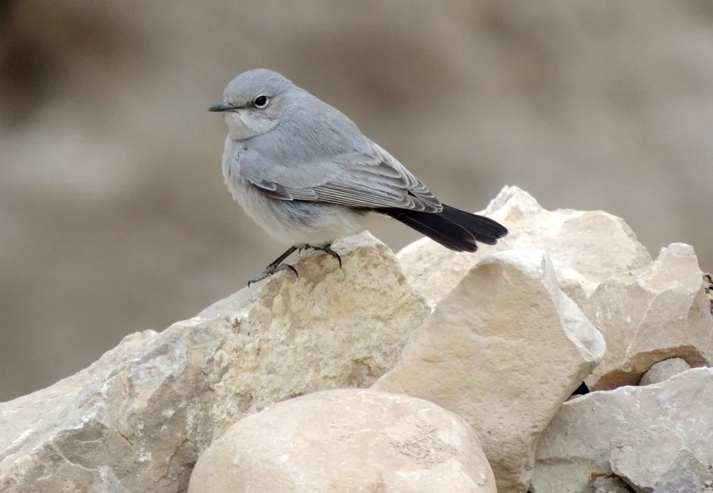 黑尾岩䳭（Oenanthe melanura）