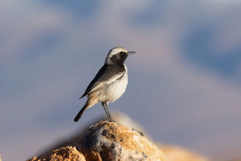 红腰䳭(Oenanthe moesta)