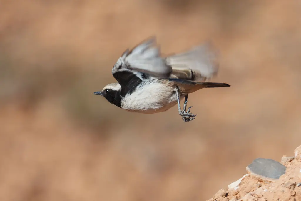 红腰䳭(Oenanthe moesta)