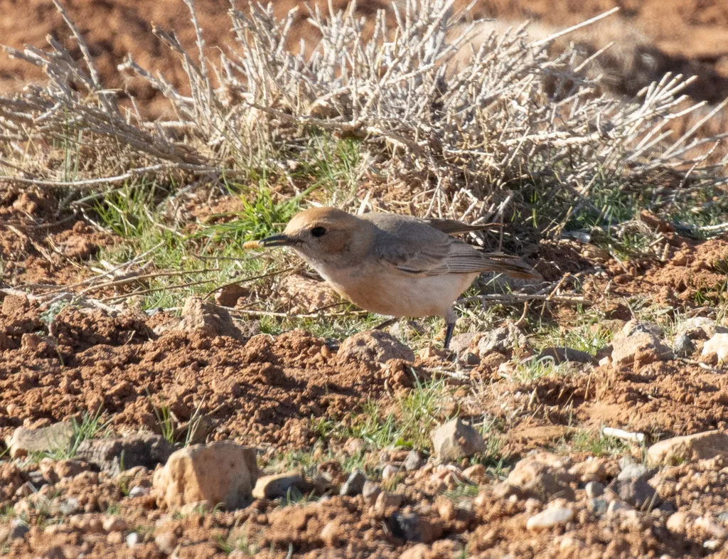 红腰䳭(Oenanthe moesta)