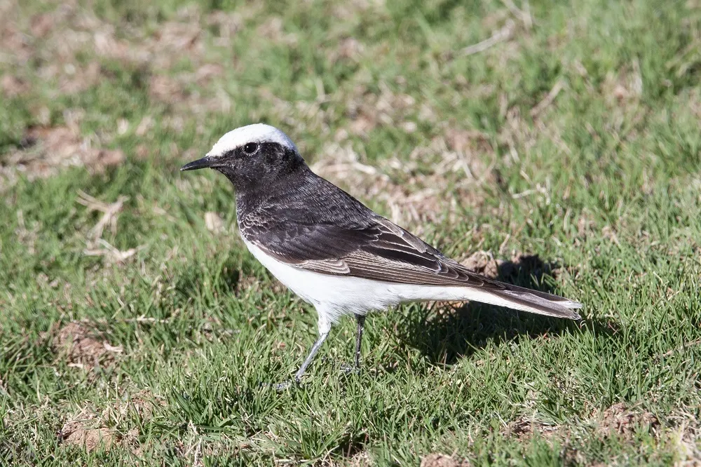 冠䳭(Oenanthe monacha)