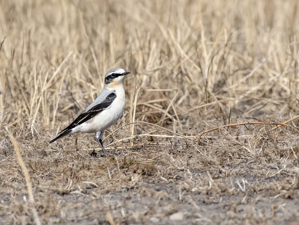 穗䳭(Oenanthe oenanthe)