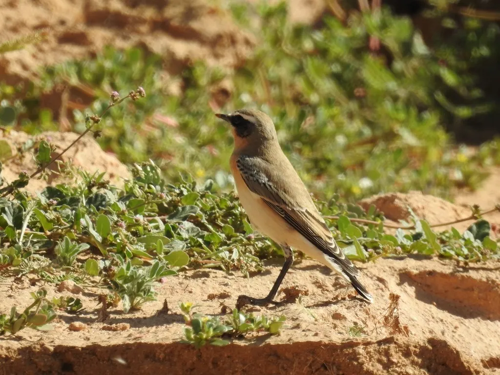 穗䳭(Oenanthe oenanthe)