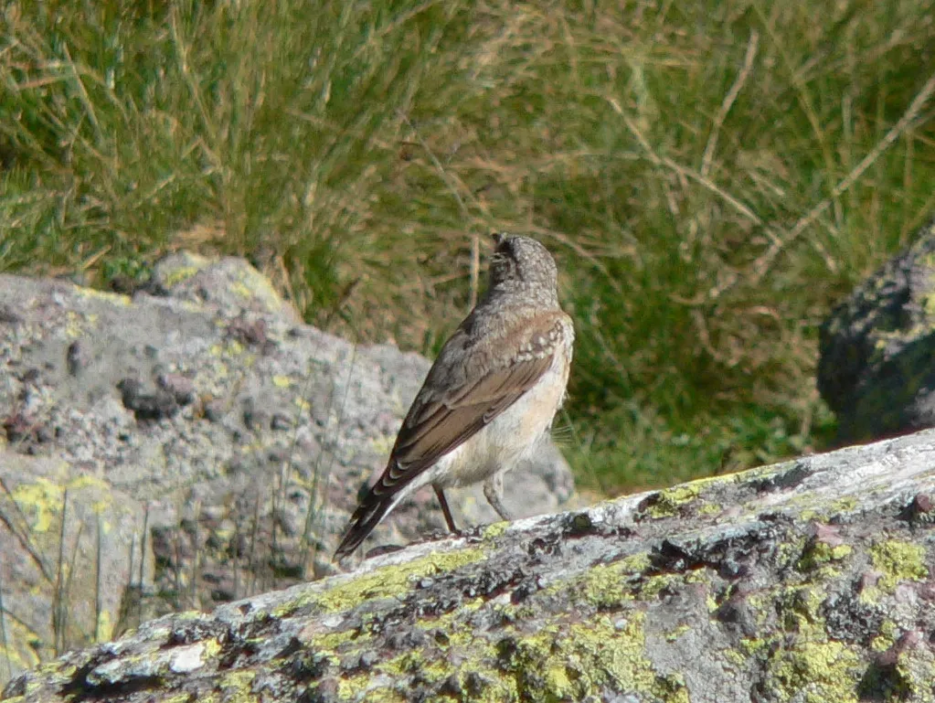 穗䳭(Oenanthe oenanthe)